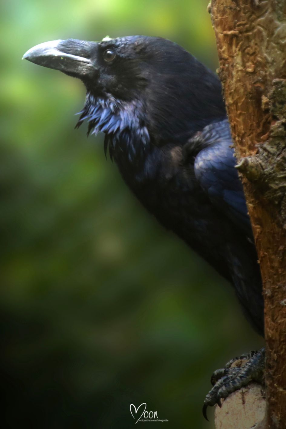 Natuur in beeld 31 aug 2020 "RAAF" Moontje1967